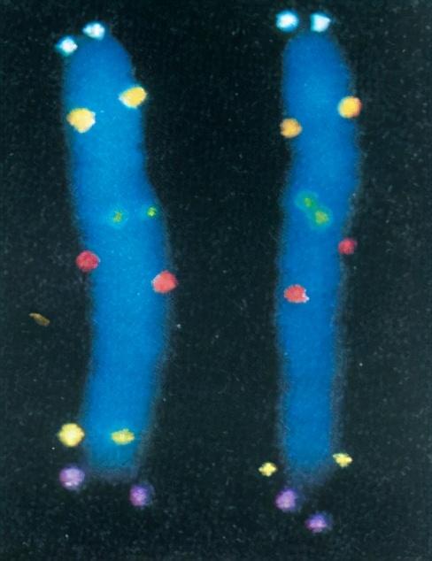 从生物教学谈荧光蛋白和荧光标记法