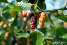 老话：“五树进宅，人穷家败；五树进宅，财源广来”，指哪五树？图片