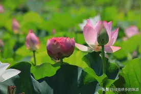 免费赏荷！江门百亩荷花齐盛放，等你来哟图片