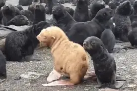 丘伦尼岛现一金色小海狗，几率约十万分之一，专家担心其生存问题图片