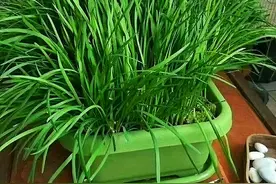 3步教你盆栽韭菜，又粗又“肥硕”，根根像小葱，好吃包饺子图片