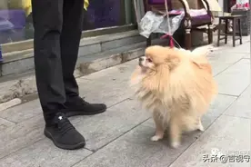 8月起《长春市养犬管理条例》实施，附《养犬证》网上办理指南图片