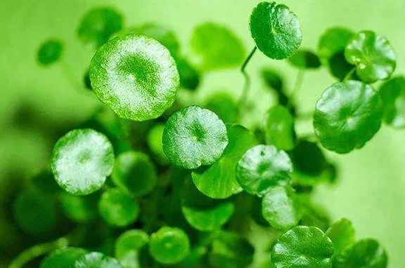 李佳琦带火的面膜，价格便宜被很多人忽略，提亮保湿效果想不到