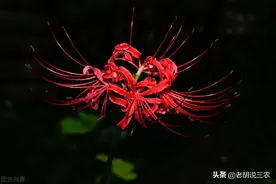 世人皆怕三月三，黄泉路上泪未干，三月三为啥被称为“殉情节”？图片