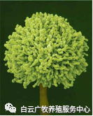 效养蛋禽-全解--如何高效有力的养殖蛋禽增加产蛋，收入