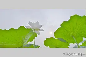 聊摄影，荷花意境的拍摄（2）光圈和相机的设置以及注意事项图片