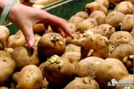 家长用发芽土豆做薯条，五岁女童上吐下泻进医院图片