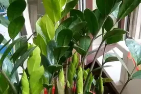 金钱树盆里扔一勺粉末，一次冒10个嫩芽，清秀挺拔，碧绿闪亮图片