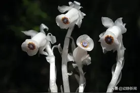 野性贵州 有问必答丨你见过植物大战僵尸里的“豌豆射手”吗？咱们贵州就有图片