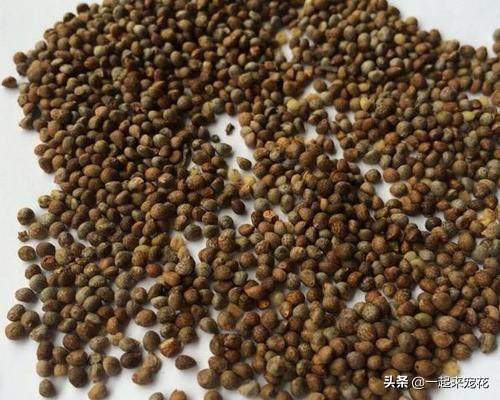 想要植物长得好，一种花肥炒一炒，养花盆底垫一些，3年不用施肥