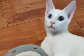 田园公猫绝育后是什么样子的？图片