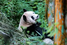 大熊猫出圈记图片