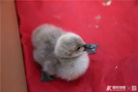 杭州湘湖迎来今年第一只天鹅宝宝！鹅妈妈生宝宝时，鹅爸爸守在身边，一刻也不离开图片