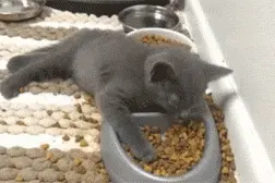 《我妈已经三天没打我了》，大型养猫灾难片图片