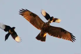 喜鹊“鸟设”崩塌，吉祥鸟喜鹊竟成了“坏鸟”图片