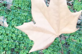 苹果手机6s进水，现在说话别人听我说话杂音，咋办？视频封面