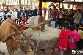 养3头牛、挣九百头的钱、效益是常规养牛的300倍、如何做的呢图片