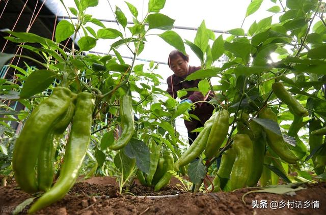 这三种自制的农家肥，用来种菜效果真好，高产稳产还防病害