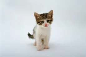 自以为很了解猫？下面这12个关于猫咪的冷知识你都知道吗？图片
