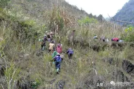 法官判我去种树 | 大化首例！男子失火烧山被判刑，补种800棵树修复生态图片