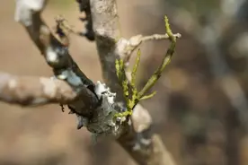罕见螃蟹脚出没的景迈古茶园，茶有多香？你呼吸一口就知道了图片
