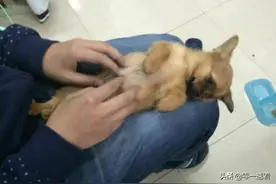 学生在宿舍偷偷养了一只流浪狗，被发现后不准养，结局让人难过图片