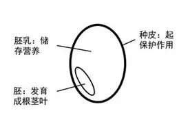 醒面的原理是什么？为什么没和好的面醒一会就会变得柔软光滑？图片