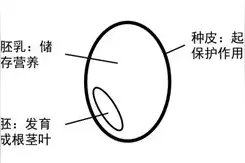 醒面的原理是什么？为什么没和好的面醒一会就会变得柔软光滑？图片