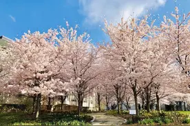 斩获圣路易斯大学Offer是一种什么样的体验？图片