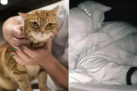 凌晨3点，一女子被自家猫暴揍4个小时，这谁受得了图片