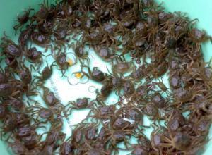 各类肥水用品的优缺点分析