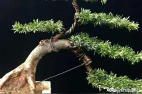 这几种盆栽越久越值钱，养上几年，价值暴涨“10倍”，快来看看吧图片