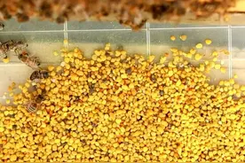 蜂花粉有假的吗？蜂花粉的作用与功效？图片