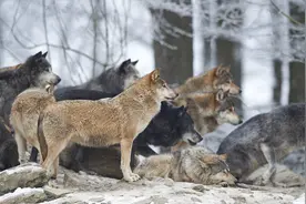 西伯利亚狼团队作战，一夜之间突袭三座村庄，连续杀狗十八条图片