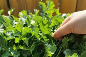 阳台如何种植香菜？注意两点，发芽更快长势更好，壮实茂盛图片