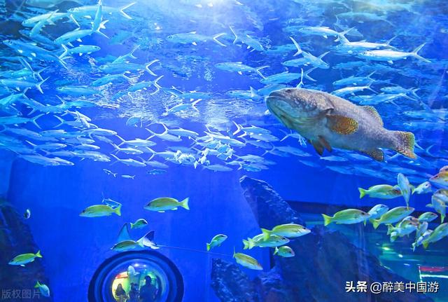 全国最大的海洋馆有哪些?这3处景点一定不容错过,亲子游玩胜地