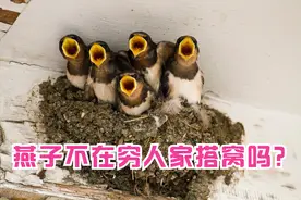 燕子为何会挑选人家搭窝？3个角度“揭秘”！感叹燕子的智慧图片