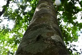 雨林vlog丨打卡雨林深处的国家二级保护植物——青梅图片