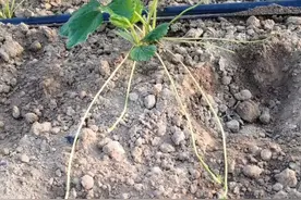 草莓匍匐茎少？这样施底肥、株行距、摘花序、掐小苗！每亩两万苗图片