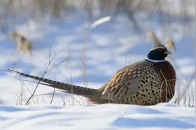 跟爷爷在坝上打猎，酒糟醉野鸡，雪地撵兔子，你不知道的野性！图片