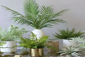分享6种含有“毒性”的花，再喜欢都不可以在房间内养图片