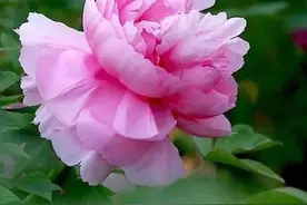 与南海神庙有关的菠萝蜜和菠萝鸡图片