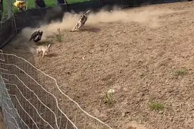 山东：狗撵兔，狗市里的猎犬为了主人的面子活活累死，网友：残忍图片