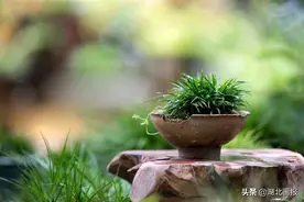 一盆菖蒲，陪你沉浸端午小长假图片