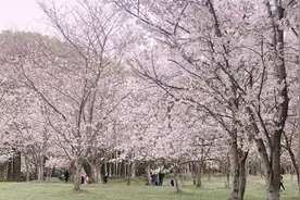 调色教程 | 一分钟拯救手机樱花废片图片