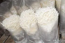金针菇平面多穴集控栽培法，方法其实很简单，偏偏很多人犯错误图片