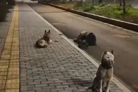 主人醉倒路边爱犬忠诚守护，狗狗虽不会说话，但是爱意都在行动里图片