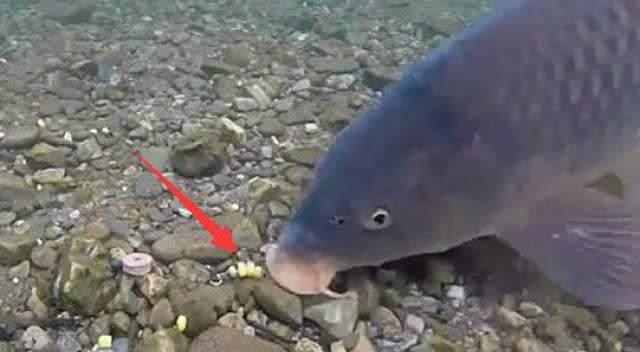 3种鱼类吃饵方式，一种是试探；一种考验水平，一种新手也能上鱼