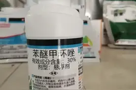 最近炭疽病植株叶子枯焦，果实黑腐，谨防炭疽病作妖！图片