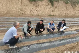 秦安县农技中心积极开展生土培肥试验图片